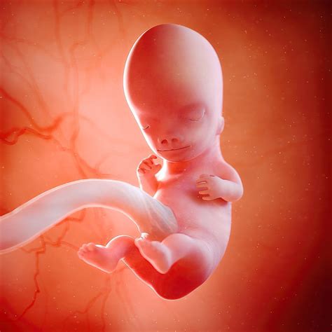 Fetal Development Gallery: See How Your Baby Grows From Pregnancy Week 4 to 40! | Fetal ...