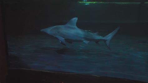 Oklahoma Aquarium announce winners of Dive with Bull Sharks contest