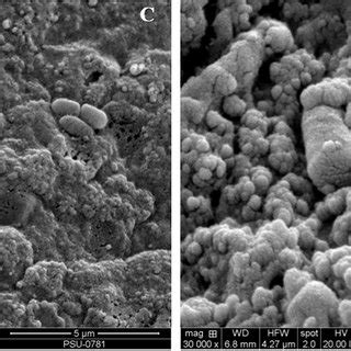 Scanning electron microscopy of calcium alginate beads. (A) Alginate... | Download Scientific ...