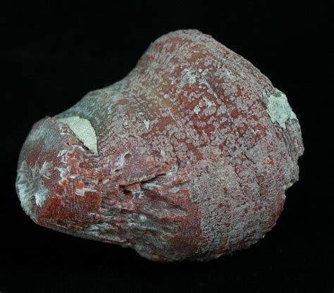 Fossil Red Horn Coral Pendant - Utah (#5952) For Sale - FossilEra.com