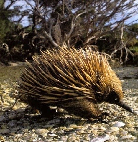 Echidna - Egg-laying mammal. | Rare, Endangered or Newly Discovered