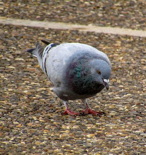 Columbidae Wallpapers - Wallpaper Cave