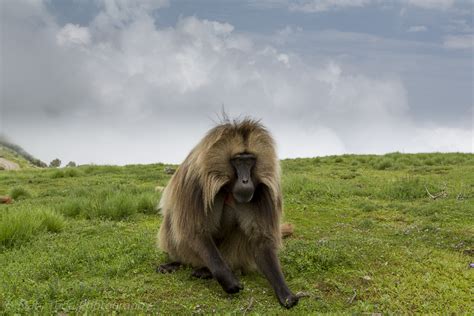 Simien Gelada - Matt Todd Photography : Matt Todd Photography