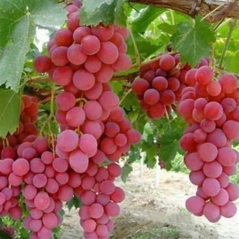 Red Globe Grapes Seeds, 30pcs/pack – GreenSeedGarden