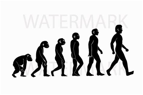 Evolution Drawing Easy