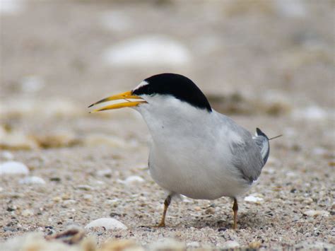 Least Tern | Adult Least Tern near nesting area, on a sand s… | Flickr