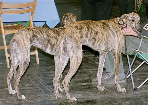 Spanish Greyhound (Galgo Espanol) Info, Temperament, Puppies, Pictures