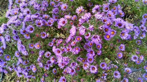 Aster novae-angliae – New England Aster (per oz) | Michigan Wildflower Farm