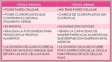 Cuadros comparativos entre célula animal y vegetal para descargar e imprimir | Cuadro Comparativo