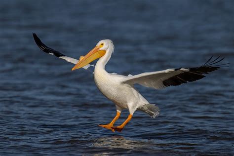 Pelican, pelican, its beak can hold more than its belly can - This Week in Birding