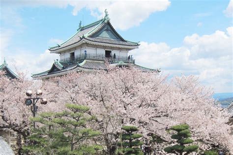 Wakayama-jo Castle (Cherry Blossom) - The Official Wakayama Travel ...