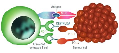 KEYTRUDA® (pembrolizumab) in combination with KISPLYX® (lenvatinib ...