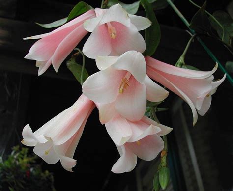 Chilean Bellflower (Lapageria rosea) | Rare flowers, Amazing flowers, Exotic flowers