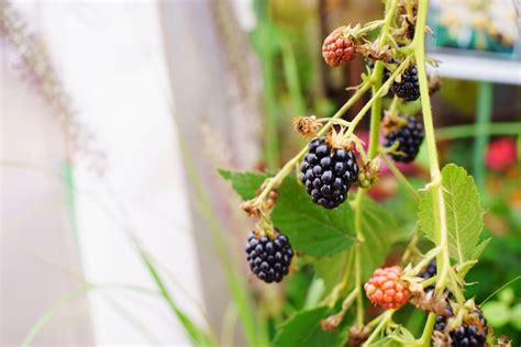 Premium Photo | Black raspberry on a branch