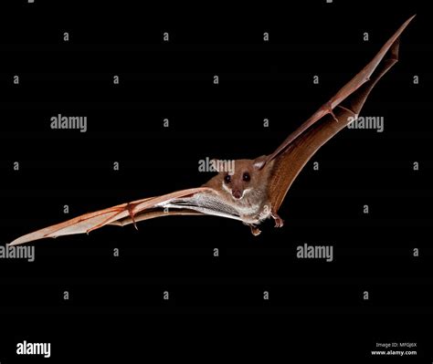 Blossom bat hi-res stock photography and images - Alamy