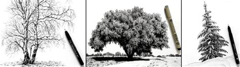 How to Draw (Realistic) Trees with Pen & Ink - Ran Art Blog