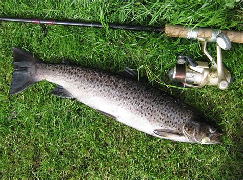 SEA TROUT FISHING PHOTOS