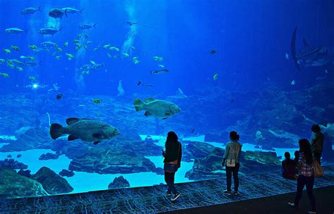 Georgia Aquarium in Atlanta Survival Guide - Tips and Attractions - Ramble Atlanta