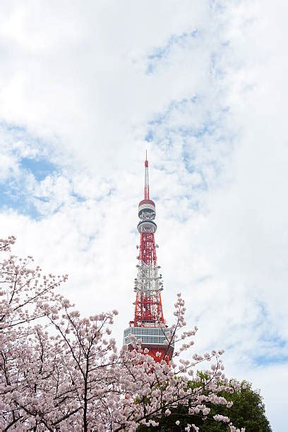 1,000+ Tokyo Tower Cherry Blossom Stock Photos, Pictures & Royalty-Free ...