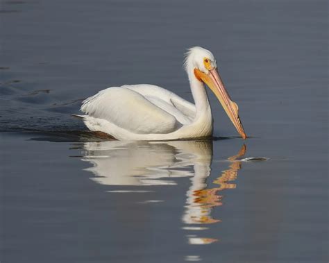 American White Pelican - Facts, Diet, Habitat & Pictures on Animalia.bio