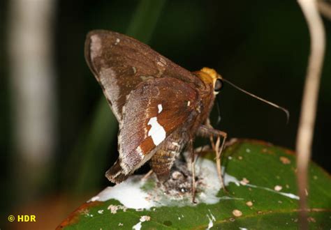 Central American Butterflies continued