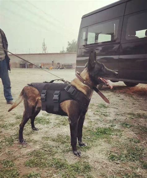 Canine (K9) bulletproof vest - EDI - USA