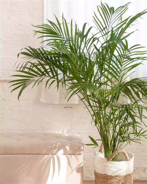 Types of Indoor Palm Plants to Grow Areca Palm or Bamboo Palm | Indoor palms, Palm house plants ...