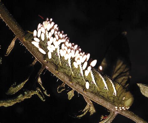 Tomato Hornworm with wasp eggs