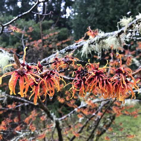 Plant Pick: Chinese Witch Hazel | Milner Gardens | Vancouver Island University | Canada