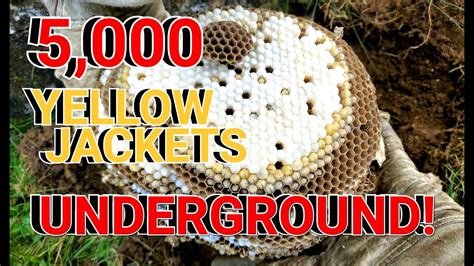 5,000 Yellow Jackets UNDERGROUND! Wasp Nest Removals - YouTube