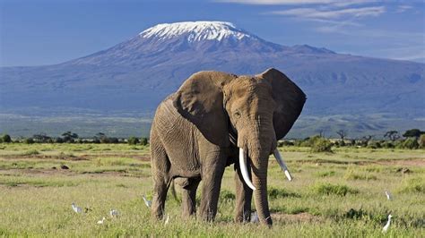 Národní park Amboseli - Safari a dovolená v Keni