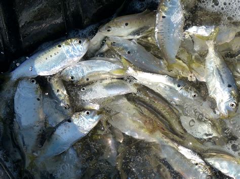 Atlantic States Approve Menhaden Harvest Reduction | BDOutdoors | Bloodydecks