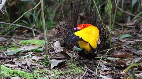 Flame Bowerbird display - ORNIS BIRDING EXPEDITIONS, PNG - YouTube