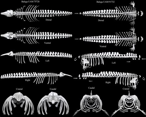 This is an image of the two beluga whales we digitized at the ...