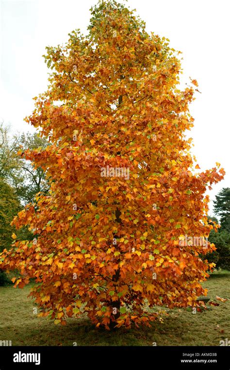 Autumn Sycamore Tree Stock Photo: 2788666 - Alamy