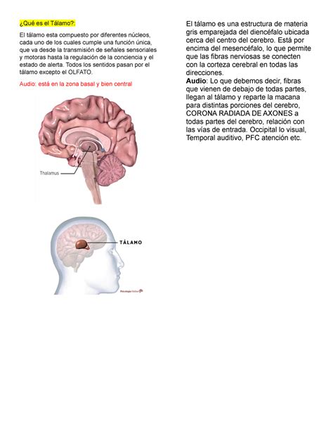 Resumen PARA Estudiar Neuropsicologia II - ¿Qué es el Tálamo?: El ...