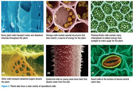 Specialization: Plant Cells - Mr. Franklin's Science Lab