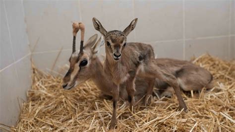 Where Israel's injured wild animals are brought to heal - ISRAEL21c