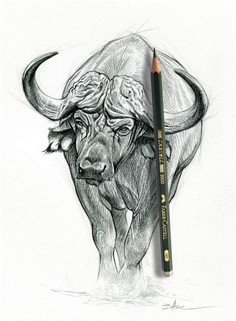 African Buffalo Illustration by Stéphane Alsac