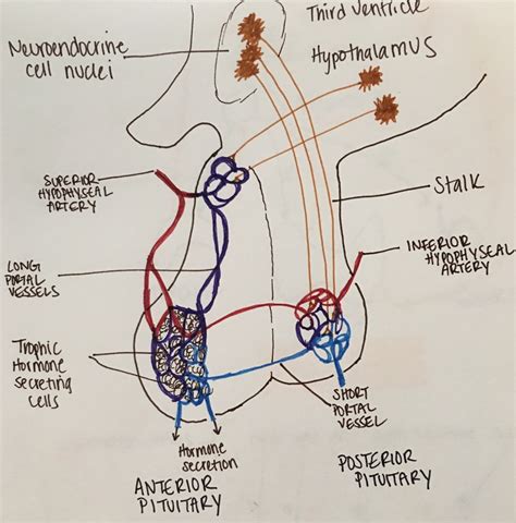 Pituitary Gland Hormones List