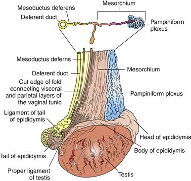 Human Ball Sack Diagram