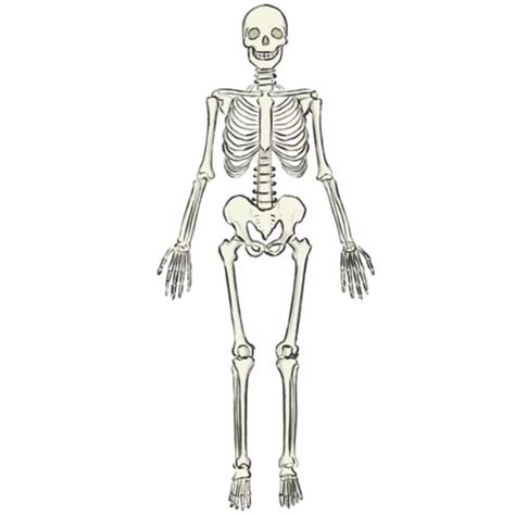 How to Draw a Skeleton - Easy Drawing Art