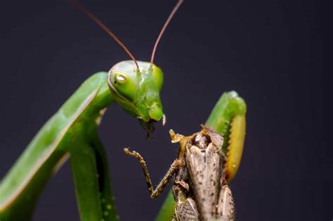 Do Praying Mantis Bite? – WhatBugIsThat