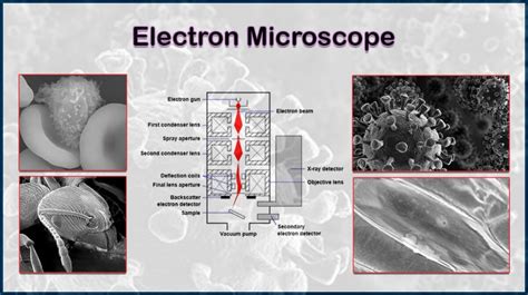 What Is An Electron Microscope? 4 Types Of EM - VacCoat