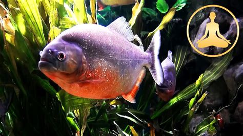 Piranha Fish Tank - TV Aquarium - HDTV - YouTube