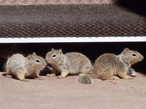 Do Baby Squirrels Carry Diseases? What To Do if You Come Across a Baby Squirrel - How I Get Rid Of