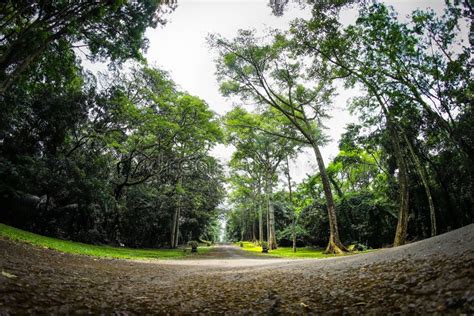 Purwodadi Botanical Garden, Pasuruan, Indonesia Stock Photo - Image of purwodadi, park: 115864928