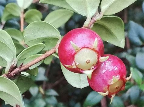 Ugni molinae - Chilean Guava - Jurassicplants Nurseries