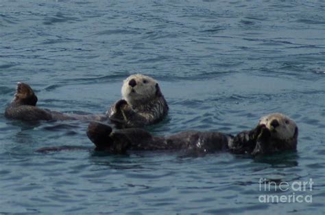 Otters in Alaska Photograph by Sabina DuCasse - Pixels