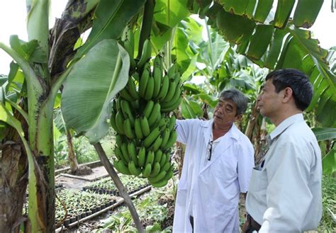 Cần Thơ to build 700ha specialised fruit farm